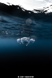 To The Moon-A school of sunfish came by to check out our ... by Julian Hebenstreit 